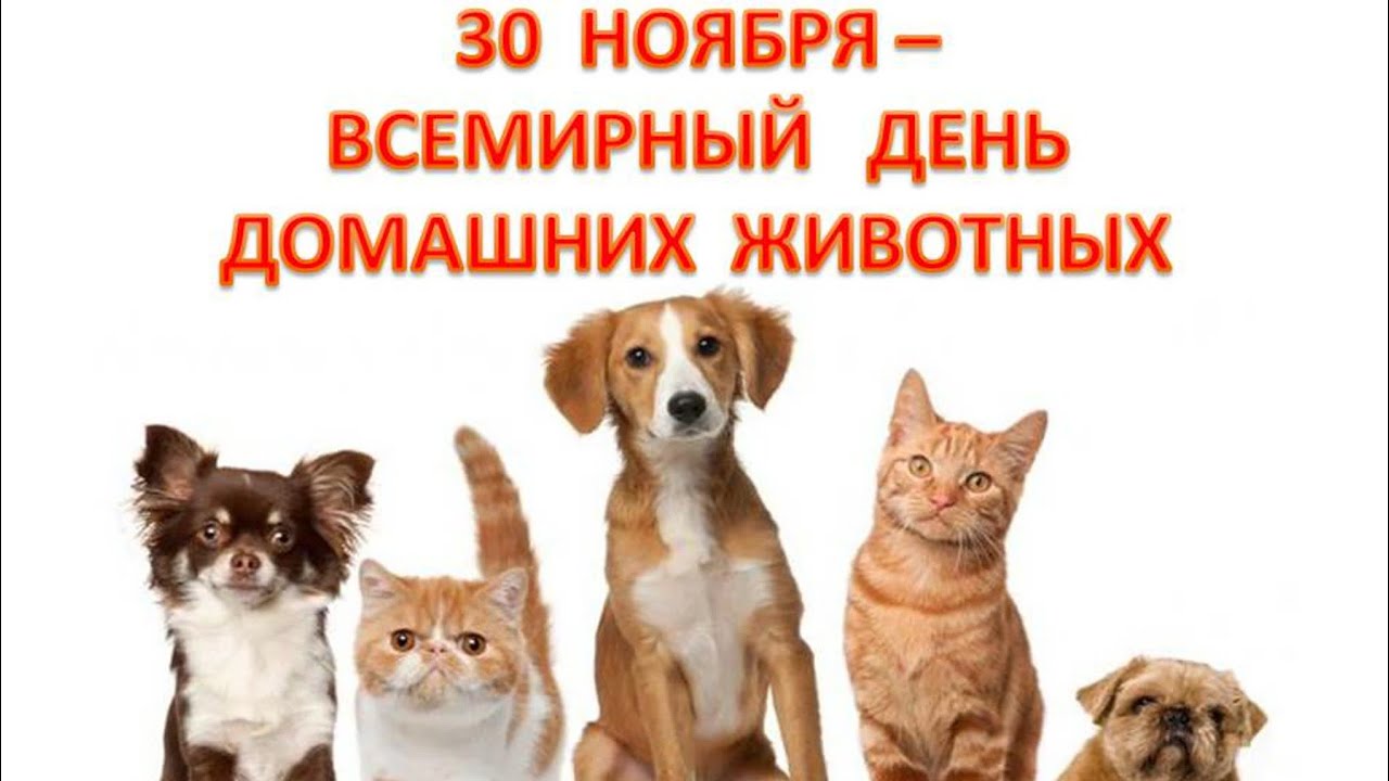 30 ноября Всемирный день домашних животных