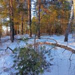 "Зима в Саратовской области"
Автор: Юматова Александра Ильинична