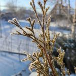 За окном"
Автор: Букина Анастасия