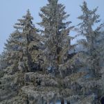 «Зимнее убранство»
Автор: Голубь Арина.