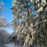 "В лесу"
Автор: Баландина Варвара