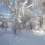 «В зимнем лесу»
Автор: Левкова Виктория