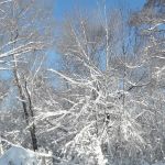 «В зимнем лесу»
Автор: Левкова Виктория