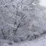 «В зимнем лесу»
Автор: Левкова Виктория