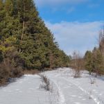 "Сосновый бор"
Автор: Совина Елена