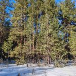 "Сосновый бор"
Автор: Совина Елена