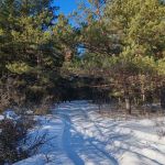 "Сосновый бор"
Автор: Совина Елена