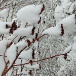 «Все деревья в белых шубках, мягкий падает снежок...»
Автор: Ермакова Ирина Сергеевна