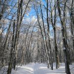 "Морозное утро"
Автор: Малощук Милана