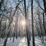 "Морозное утро"
Автор: Малощук Милана