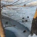 «Зима в горпарке»
Автор: Савочкина Светлана