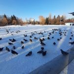 «Зима в горпарке»
Автор: Савочкина Светлана