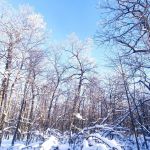 «Красота Кумысной поляны»,
Автор: Логачева Татьяна