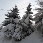 «Елки под снежным одеялом»
Автор: Атушева Гульмаржан