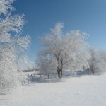 « Под снежным покрывалом января» Автор Салимова Балкия