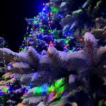 «Новогодняя красавица» Автор: Виктор Бабин